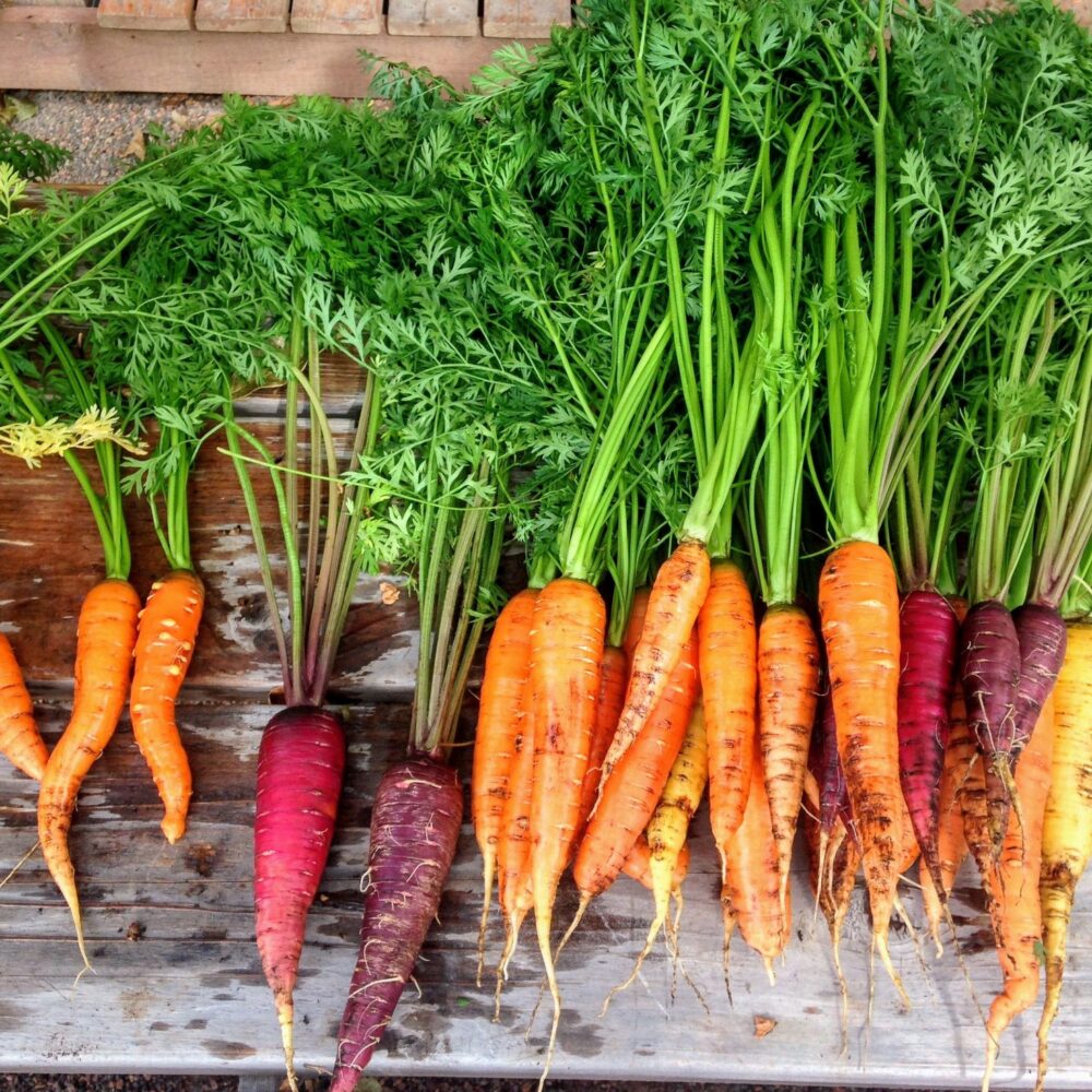 Andrea's Carrot Dip