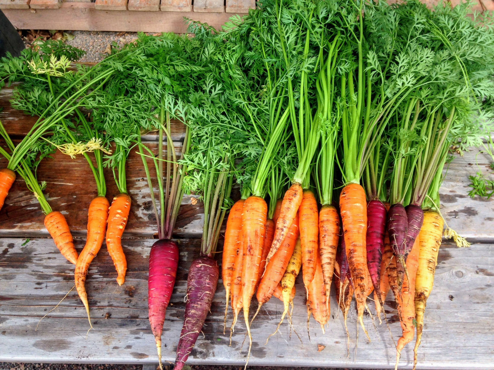Andrea's Carrot Dip